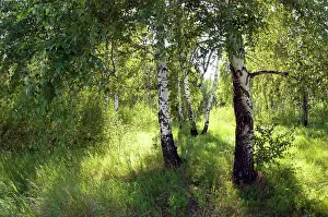 Compact: Russia - a compact woods kolok ('kolki for plural)