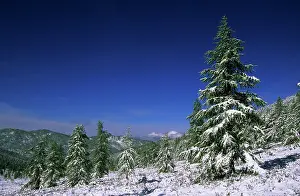 Firs: Russia - Fir Trees and Spruces after a snowfall