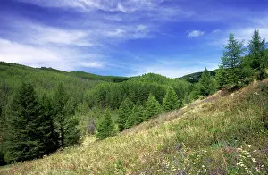 Parnassius: Russia - small grassy clearings on slopes of Sengilen
