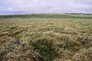 Andrey Zvoznikov: RUSSIA -TAIMYR Penninsula, View of Tundra