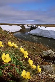 Andrey Zvoznikov: RUSSIA - Tundra flowers