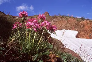 Andrey Zvoznikov: RUSSIA - Tundra flowers
