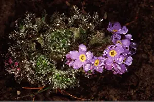 Andrey Zvoznikov: RUSSIA - TUNDRA FLOWERS