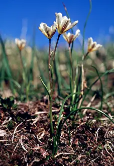 Andrey Zvoznikov: RUSSIA - Tundra flowers