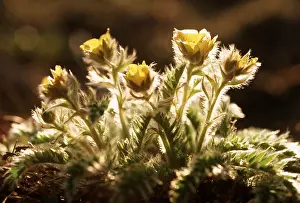 Andrey Zvoznikov: RUSSIA - Tundra flowers