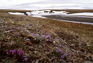 Andrey Zvoznikov: RUSSIA - Tundra flowers in landscape