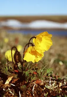 Andrey Zvoznikov: RUSSIA - Tundra flowers. Polar Poppy