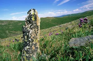 Lichens: Russia - view with lichen covered stone