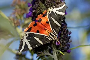 Channel: Russian bear on the butterfly bush