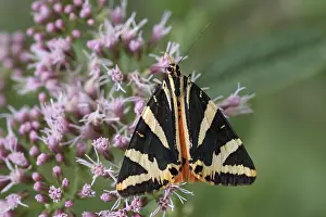 Berchtesgaden: Russian bear (Euplagia quadripunctaria), Ettenberg