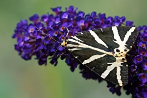 Channel: Russian bear on the summer lilac