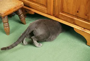 Cupboard: Russian Blue CAT - under cupboard