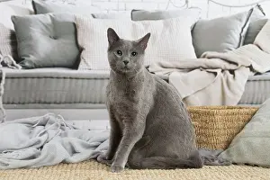 210220: Russian Blue cat indoors