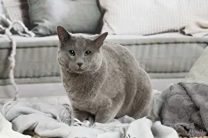 210220: Russian Blue cat indoors