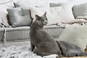 210220: Russian Blue cat indoors