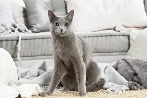 210220: Russian Blue cat indoors
