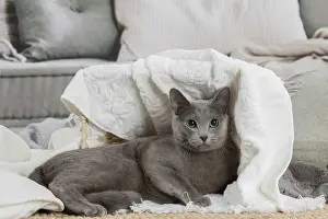 210220: Russian Blue cat indoors