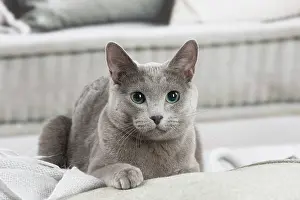 210220: Russian Blue cat indoors