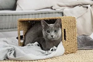 210220: Russian Blue cat indoors