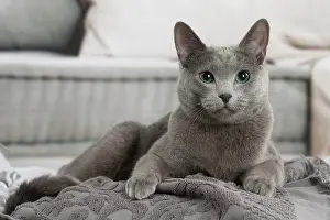 210220: Russian Blue cat indoors
