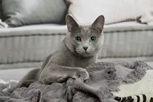 210220: Russian Blue cat indoors