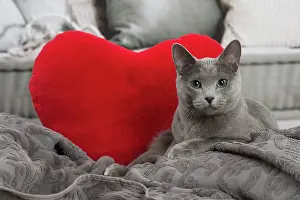 210220: Russian Blue cat indoors