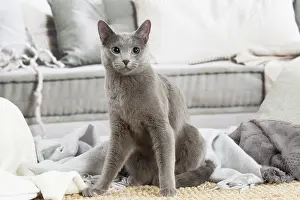 050820: Russian Blue cat indoors