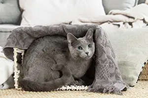 050820: Russian Blue cat indoors