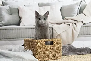 050820: Russian Blue cat indoors