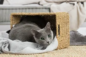 050820: Russian Blue cat indoors