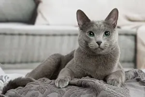 050820: Russian Blue cat indoors