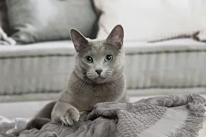 050820: Russian Blue cat indoors