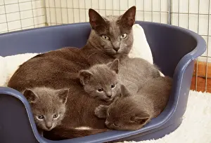 Baskets: Russian Blue CAT - with kittens in cat basket