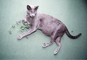Drugs: Russian Blue CAT - lying, with catnip / catmint