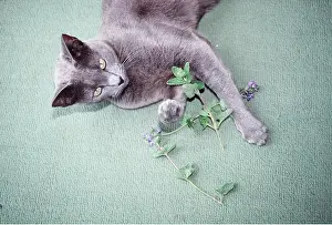 Drugs: RUSSIAN BLUE CAT - playing with catnip / catmint