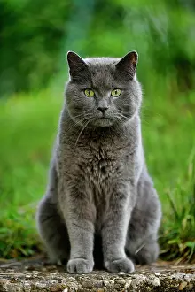 Berg: Russian Blue, Cat, Stuttgart, Baden-W&, x32d3496d;berg