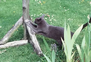 Tables: RUSSIAN BLUE CAT - using bird table as scratching