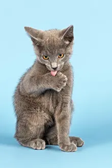 Lick: Russian Blue Kitten, 10 weeks, licking paw Rassekatze