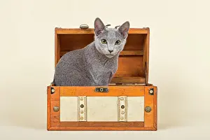 Chest: Russian Blue kitten, 20 weeks, in a chest Katze