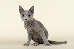 Katze: Russian Blue kitten, 20 weeks Katze, Russisch, Blau