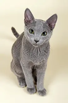 Blau: Russian Blue kitten, 20 weeks Russisch Blau Kitten