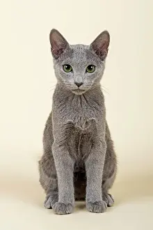 Peopl: Russian Blue kitten, 20 weeks Russisch Blau Kitten