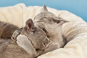 Embrace: Two Russian Blue Kittens, 10 weeks lying next to