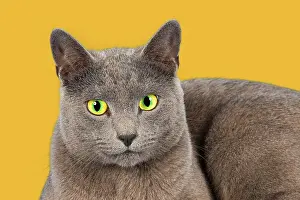 Blau: Russian Blue, purebred cat Rassekatze Russisch Blau