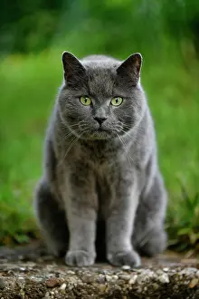 Grumpy: Russian Blue, tomcat, looks grim, Stuttgart, Baden-W&, x32d34