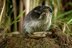 Desmana: Russian Desman - adult female, feeds on a fresh-water