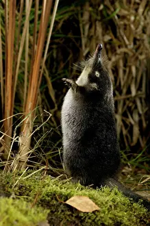 Moschata: Russian Desman - adult on hind legs, searches environment