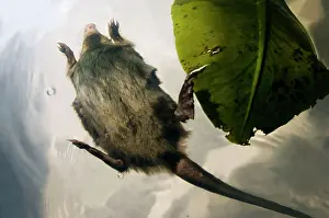 Moschata: Russian Desman - adult - in swimming - pictured