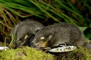 Moschata: Russian Desman - adults from one burrow - feed