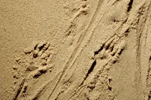 Moschata: Russian Desman - adult's footprints on wet sand